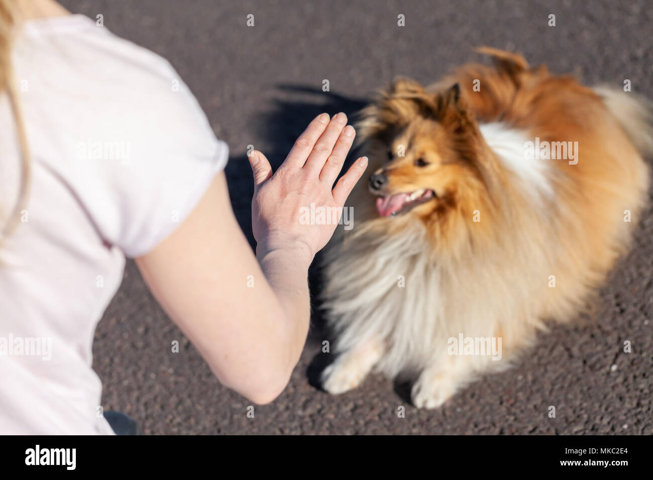 Ein Hund Trainer arbeitet mit einem Shetland Sheepdog Stockfoto