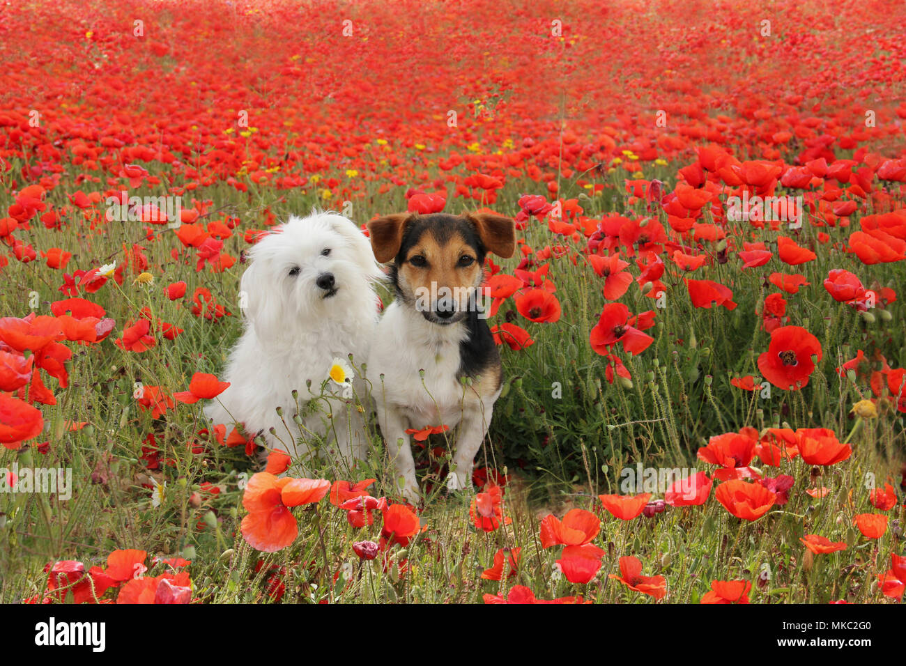 Jack Russell und Malteser Hund sitzt auf einer Mohnblume Wiese Stockfoto