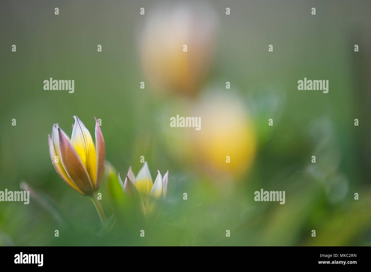 Tarda Tulip, botanischen Tulpen im Frühling Stockfoto