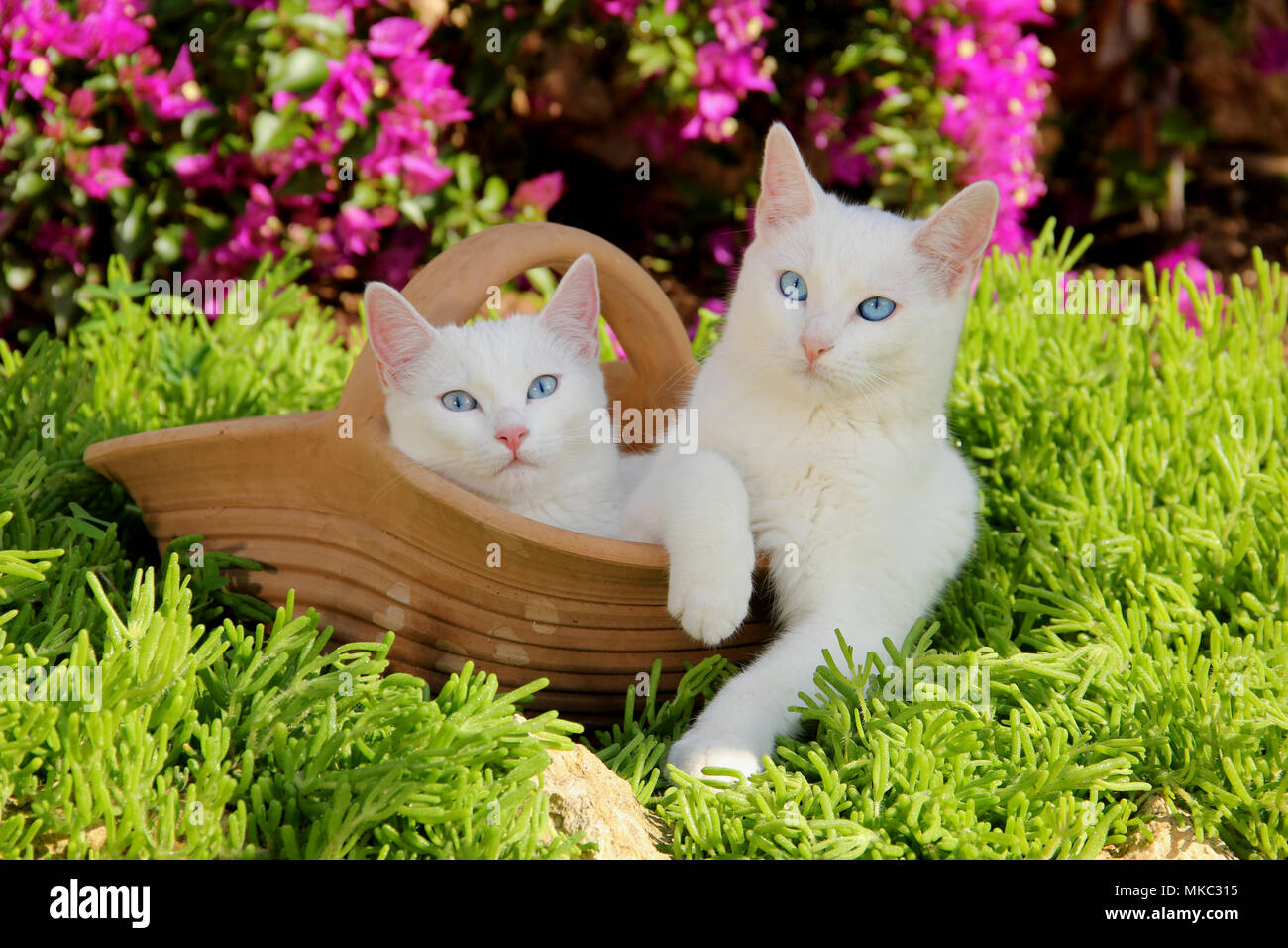 Zwei weiße Katzen, 5 Monat alt, zusammen liegen in einem Blumentopf aus Ton Stockfoto