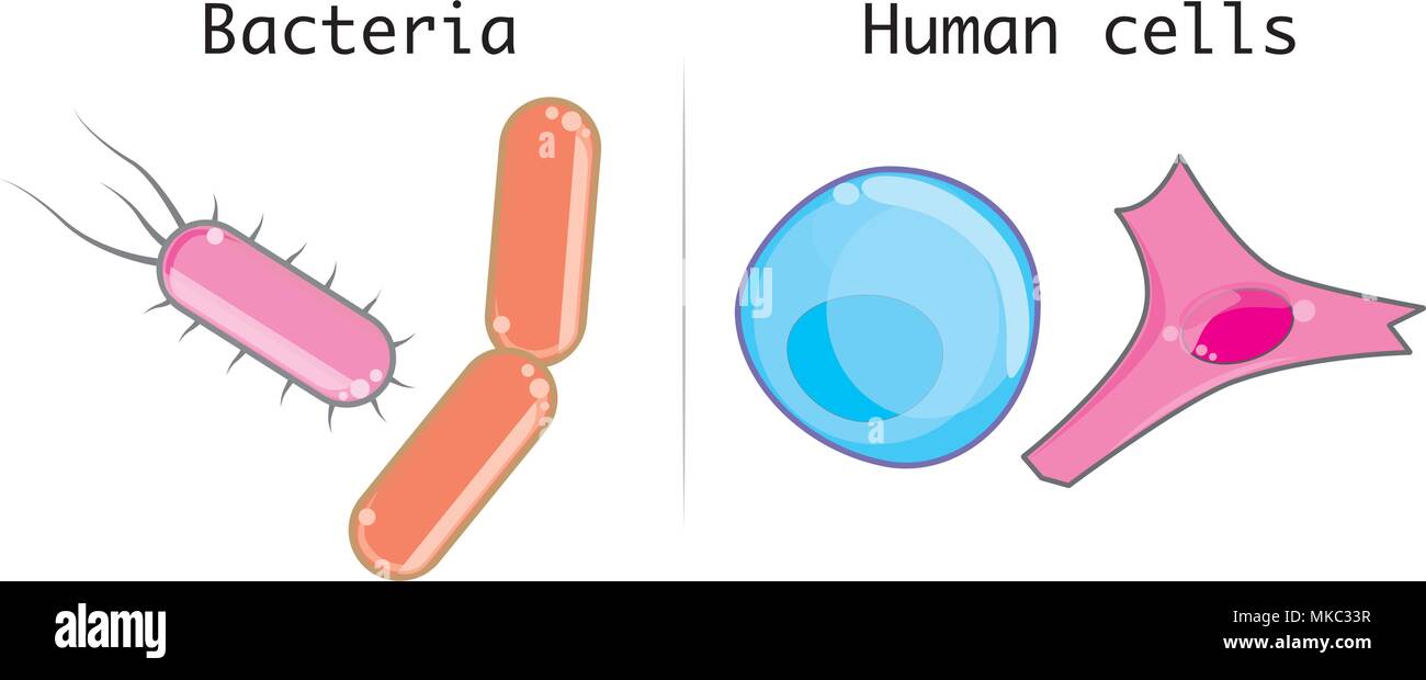 Unterschiede zwischen menschlichen Zellen und Mikroorganismen wie Bakterien Stock Vektor