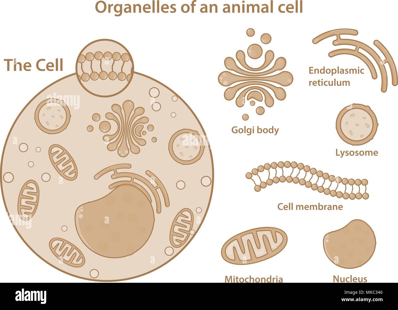 Organellen und wichtige Komponenten einer tierischen Zelle. Stock Vektor