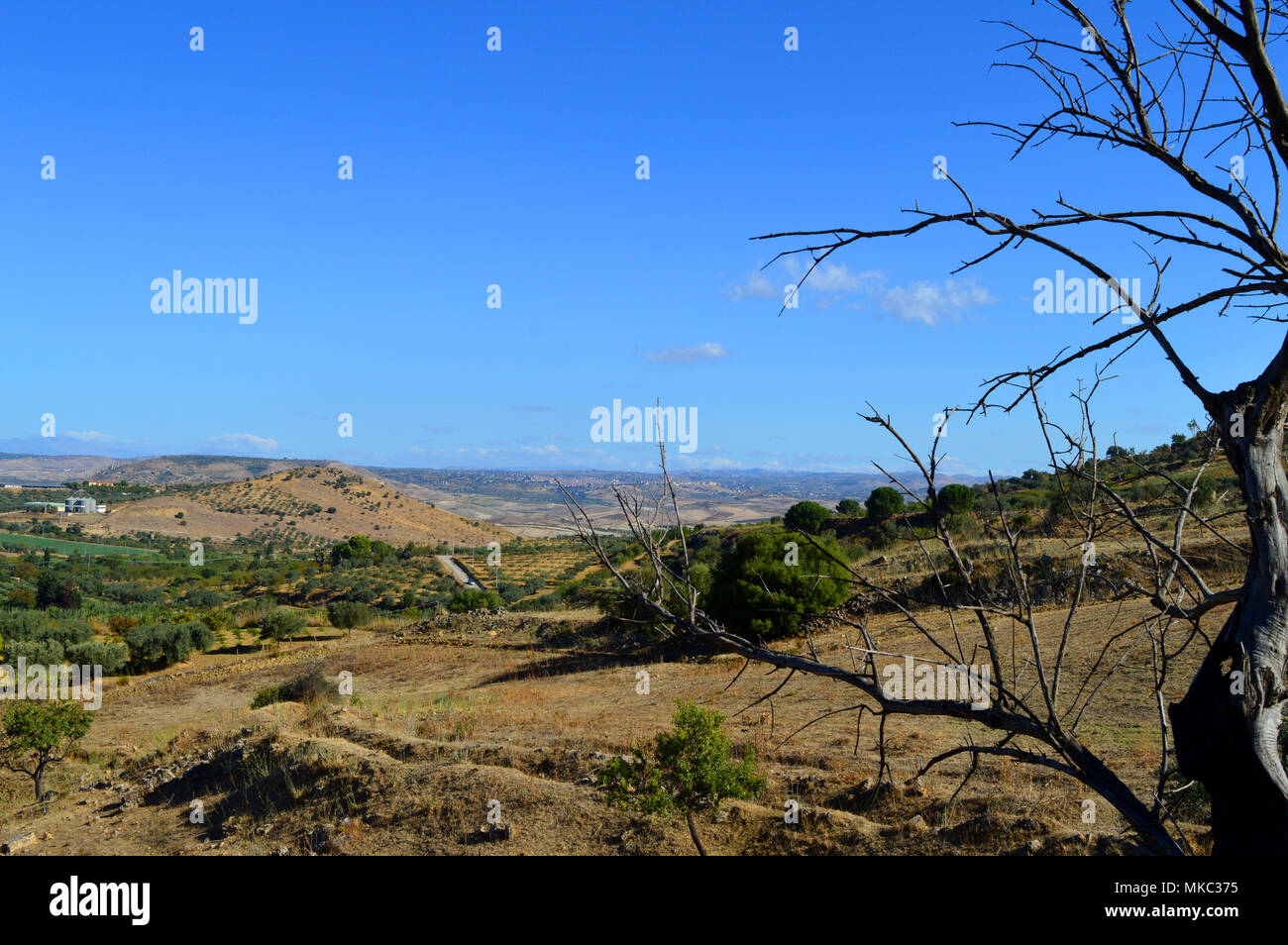 Sizilianischen Landschaft mit Weiten von Olivenbäumen, Italien, Europa Stockfoto