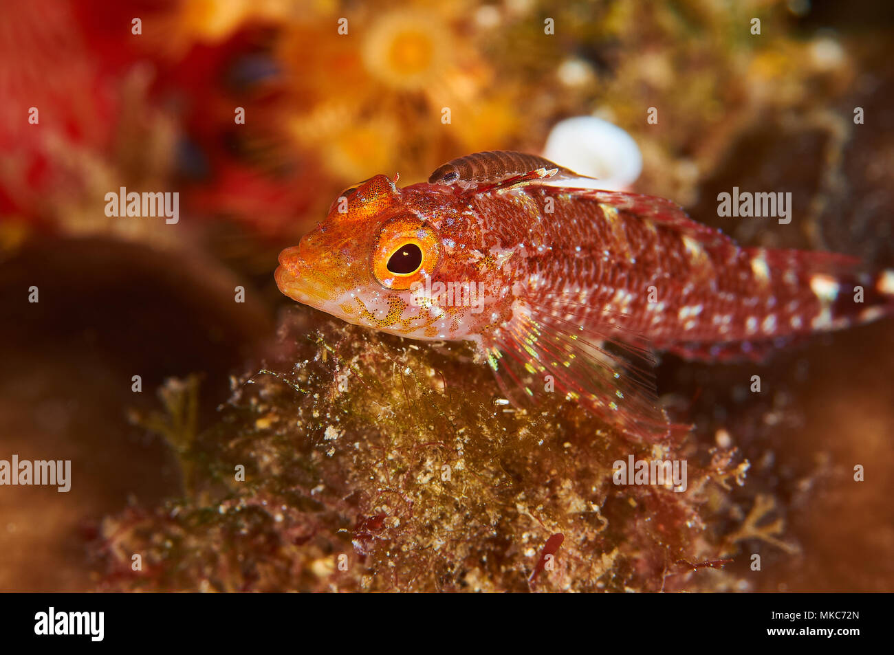 Unterwasseransicht eines gelben Schwarzgesichtes Blenny (Tripterygion delaisi) Portrait mit einer Parasitenisopode (Anilocra physisodes) (Mittelmeer, Spanien) Stockfoto