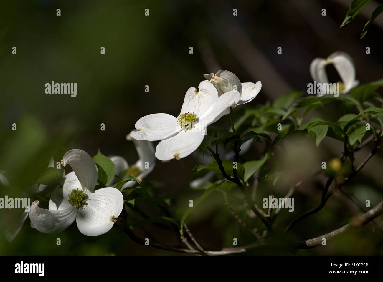 Hartriegel Blumen Stockfoto
