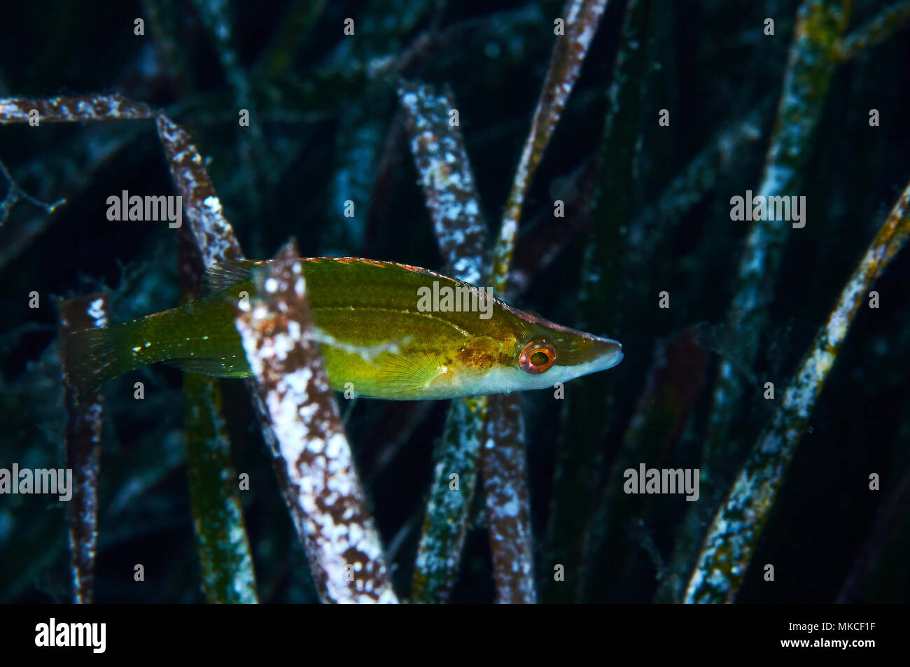 Ein spitzen Schnauze lippfisch (Symphodus Rostratus) zwischen Neptun Gras (Posidonia oceanica) Blätter im Mittelmeer (Formentera, Balearen, Spanien) Stockfoto