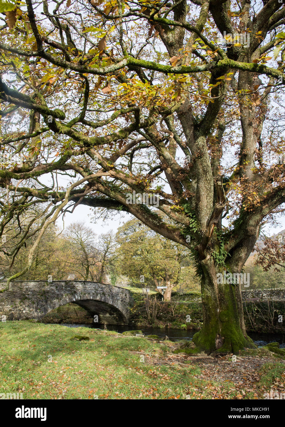 Eine große Eiche zeigt Herbst Farben neben dem Fluss Rothay und ein traditionelles Steinbogen Brücke in der Nähe von Ambleside in England Lake District Nationa Stockfoto