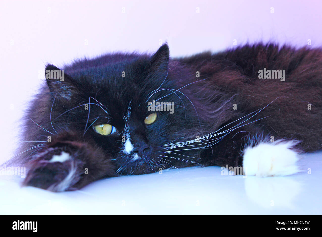 Schwarze Katze legt auf dem rosa Ausschreibung Hintergrund. Faul inländischen Pet hat einen Rest Stockfoto