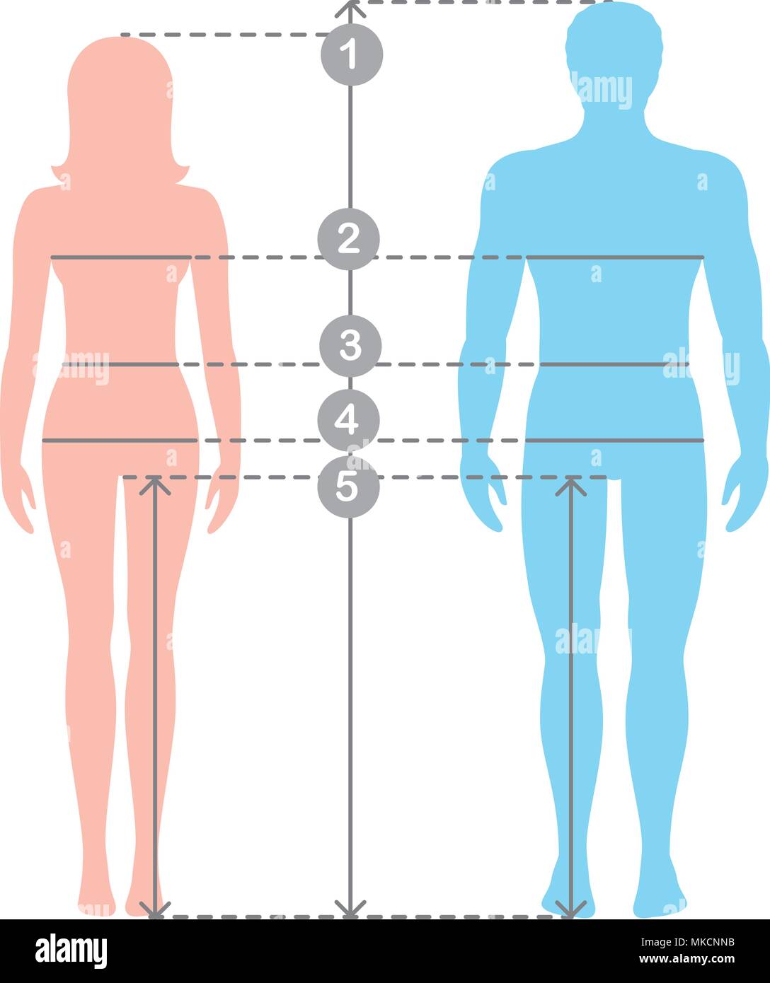 Silhuettes von Mann und Frau in voller Länge mit Messung der Körper Parameter. Mann und Frauen größen Messungen. Vektor cartoon Illustra Stock Vektor