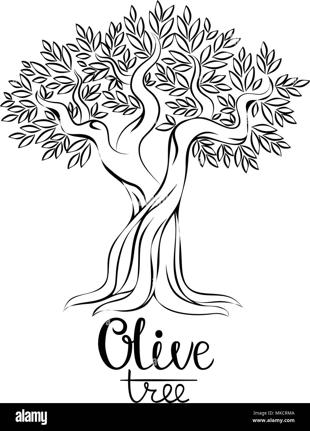 Olive Tree Vector Illustration Olivenol Vektor Olivenbaum Fur Etiketten Pack Hand Olivenbaum Vector Illustration Gezeichnet Olive Tree Kontur Bild Stock Vektorgrafik Alamy