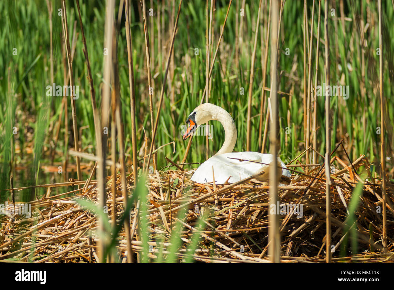 Ein großer, weißer Schwan sitzen in einem Nest, ein Nest mit Schwan auf der Oberfläche eines Sees von Schilf umgeben. Stockfoto
