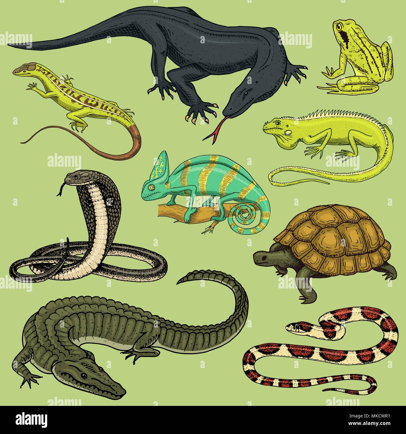 Satz von Reptilien und Amphibien. Wilde Krokodile, Alligatoren und Schlangen, Waran, Chamäleon und Schildkröte. Pet und tropische Tier. Graviert Hand in alten Vintage Skizze gezeichnet. Vector Illustration. Stock Vektor