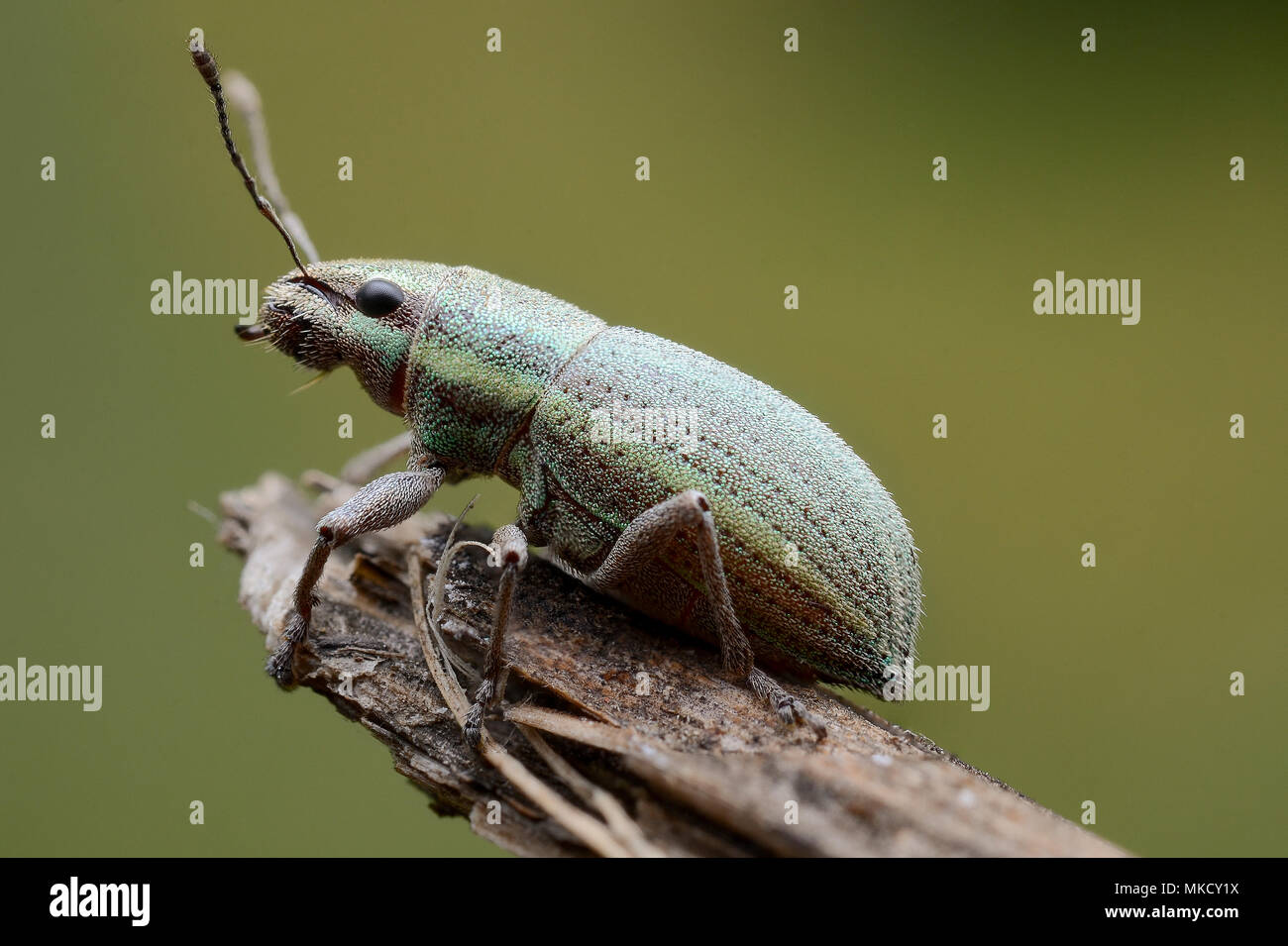 Curculionidae Stockfoto