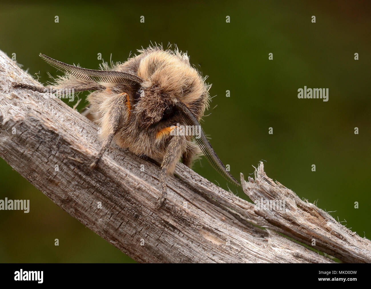 Nachtfalter Stockfoto