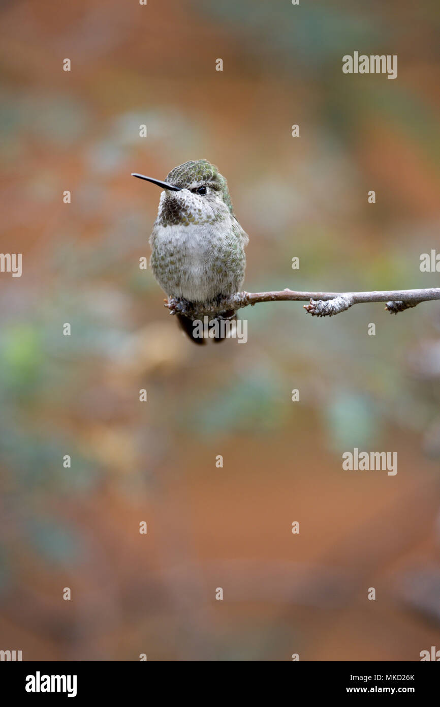 Ausgewählte Schwerpunkte akzentuiert Sitzen hummingbird Portrait gegen unfocused roten und grünen Hintergrund durchgeführt Stockfoto