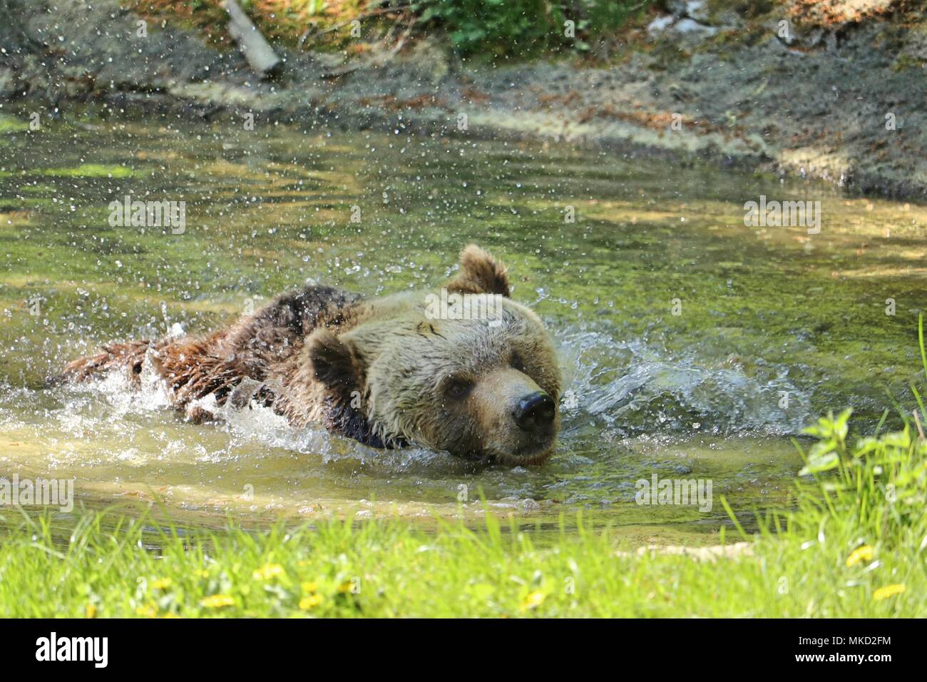 Braunbär, Ursus arctos, Schwimmen in einem See Stockfoto