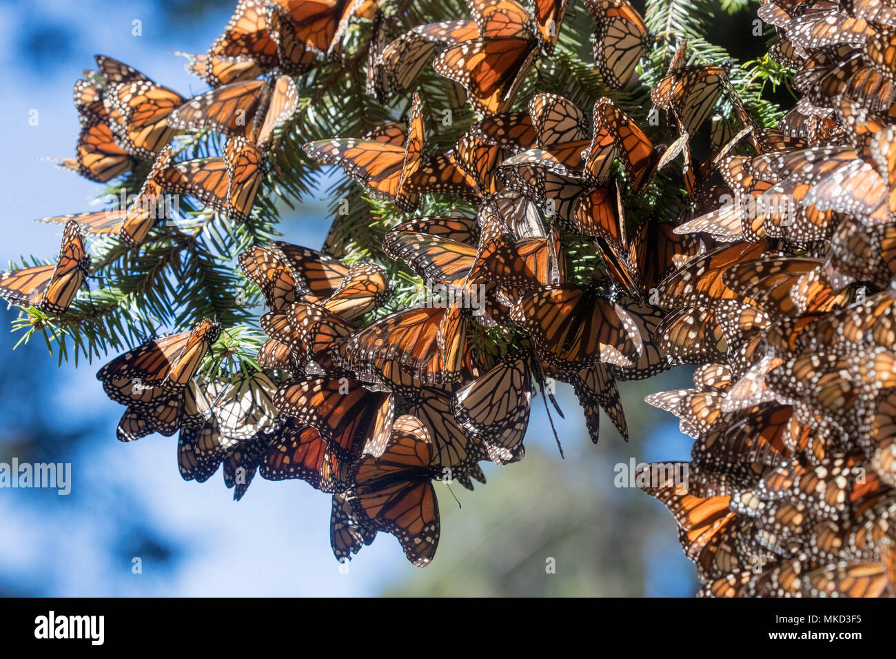 Monarchfalter (danaus Plexippus), in der Winterzeit von November bis März in den oyamel Wäldern (Abies Religiosa), El Rosario, Finden der Biosfera Monarca, Angangueo, Bundesstaat Michoacán, Mexiko Stockfoto