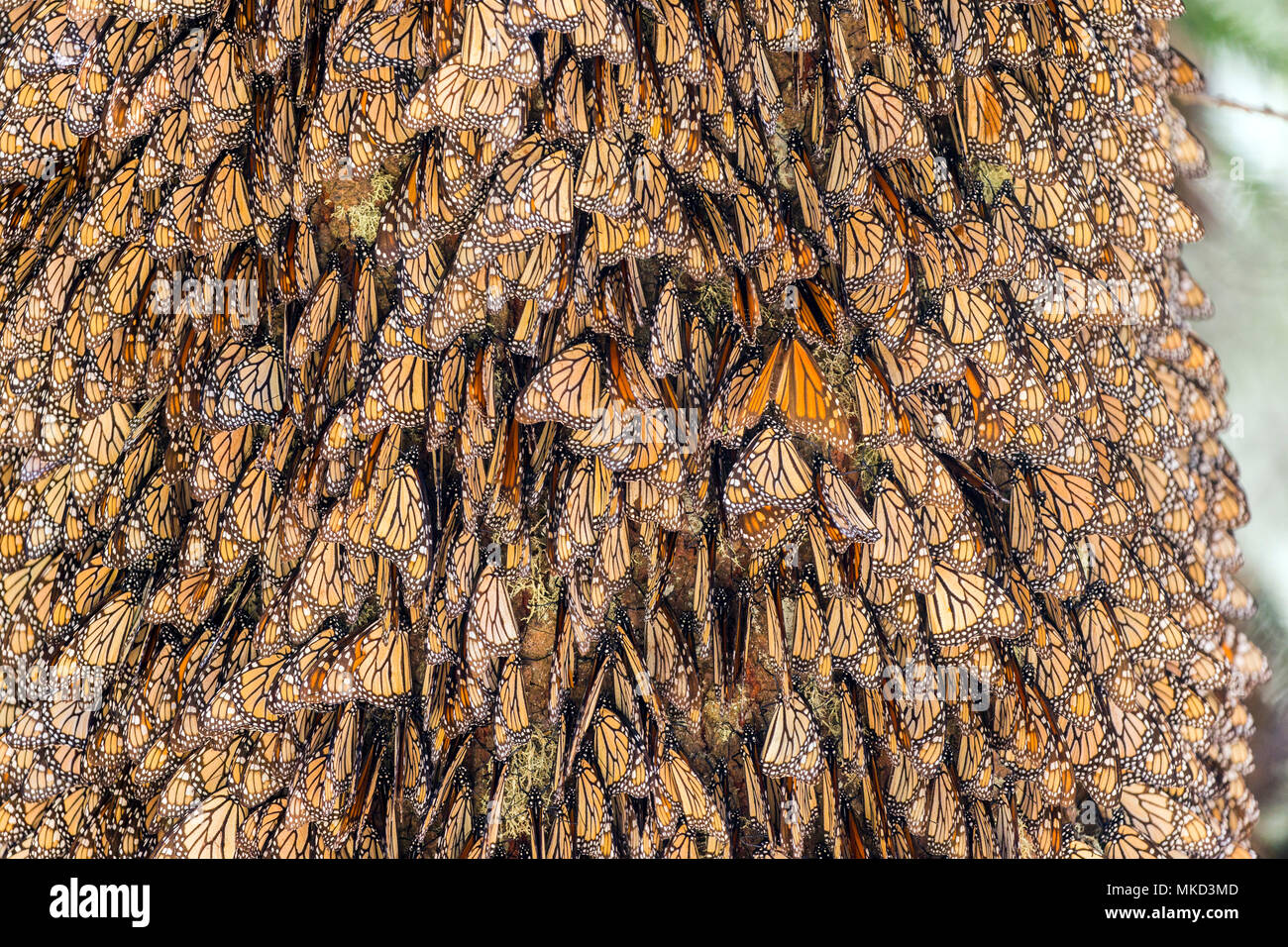 Monarchfalter (danaus Plexippus), in der Winterzeit von November bis März in den oyamel Wäldern (Abies Religiosa), El Rosario, Finden der Biosfera Monarca, Angangueo, Bundesstaat Michoacán, Mexiko Stockfoto