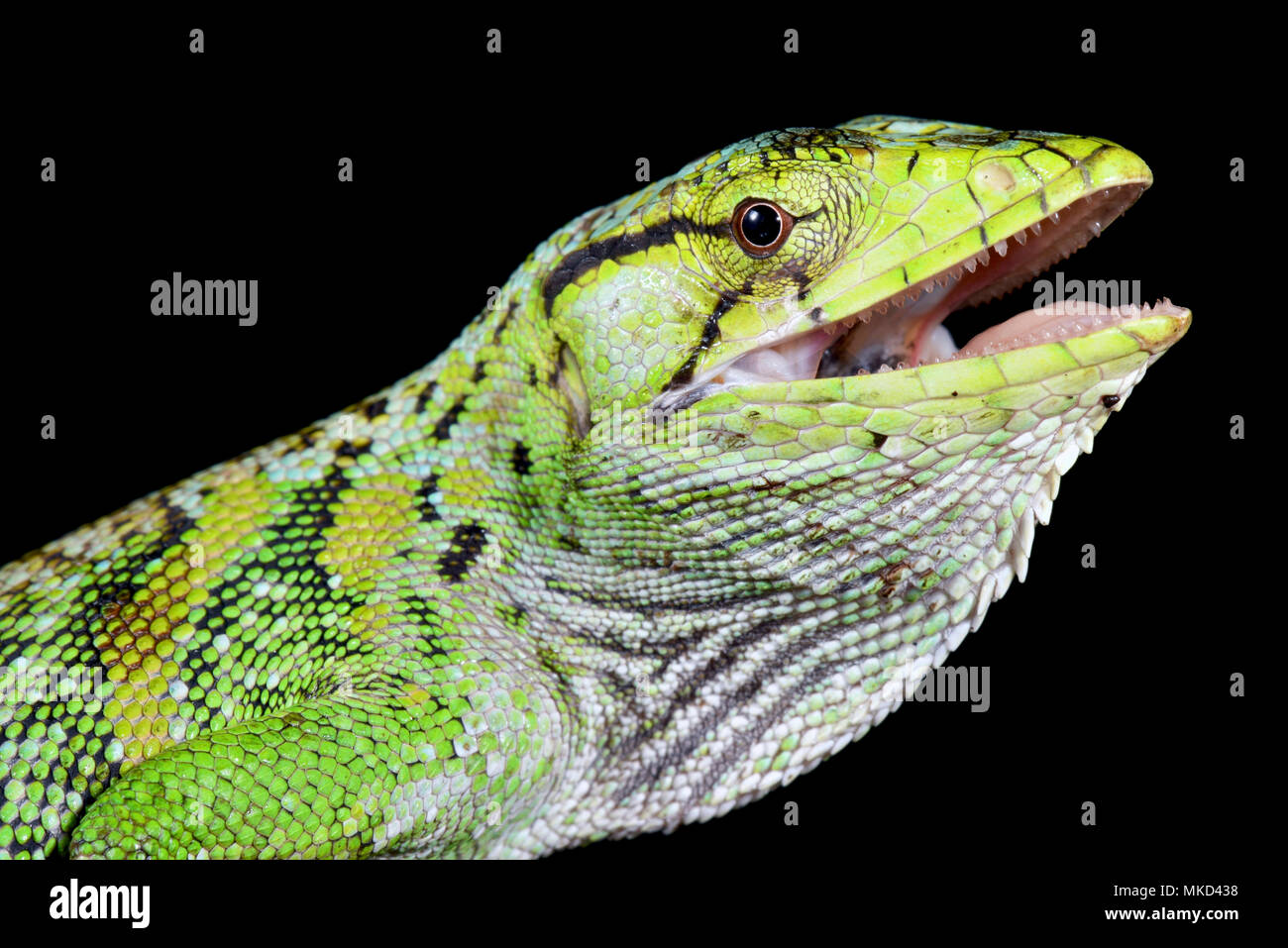 Monkey Lizard (Polychrus Marmoratus) Stockfoto