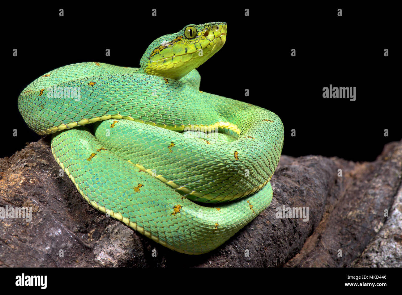 Amazonian palmviper, Bothrops bilineatus bilineatus Stockfoto