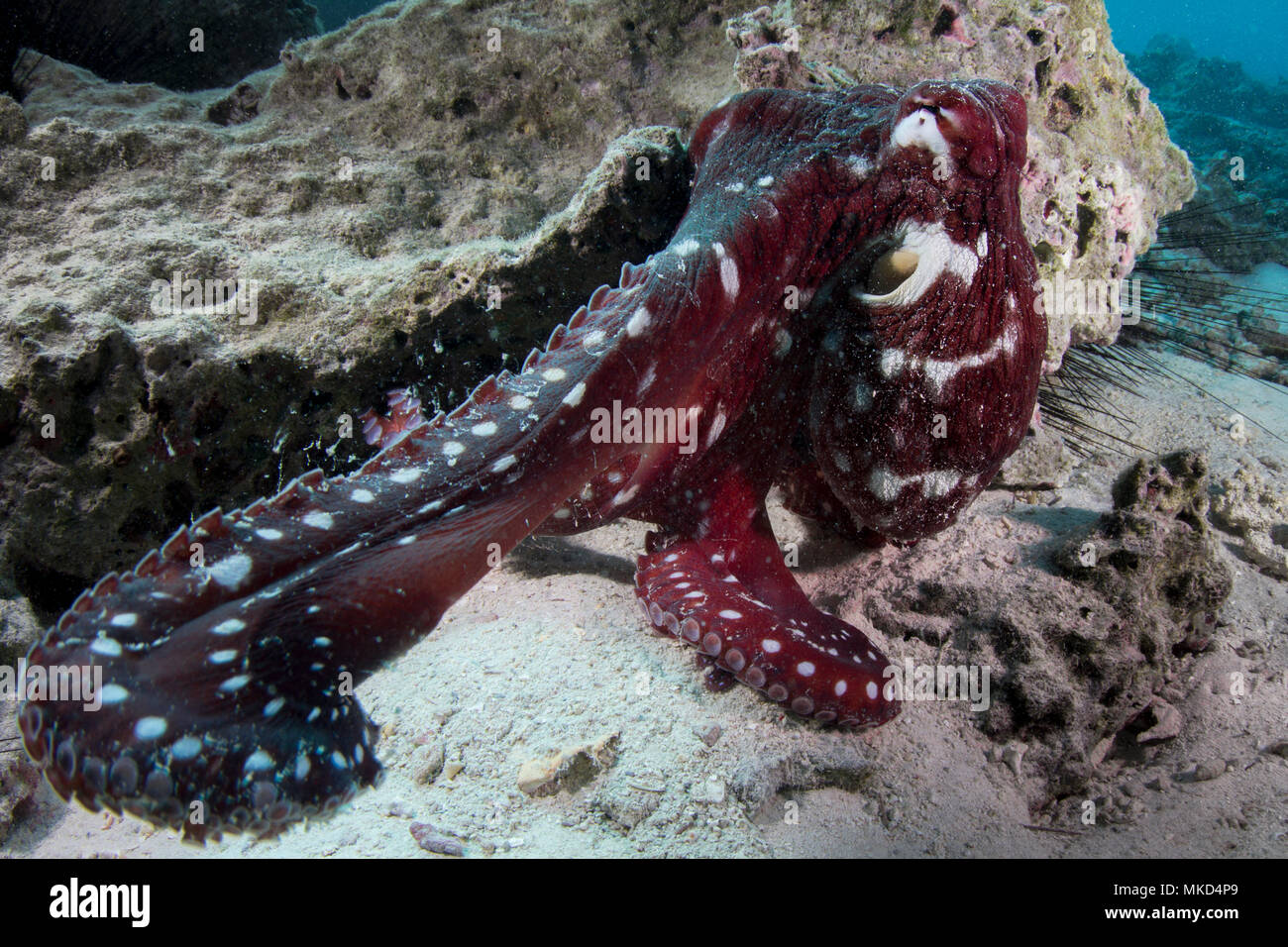 Ansicht von der linken Seite Reef Krake (Octopus cyanea) Rot/ocker Livree, Tahiti, Französisch-Polynesien Stockfoto