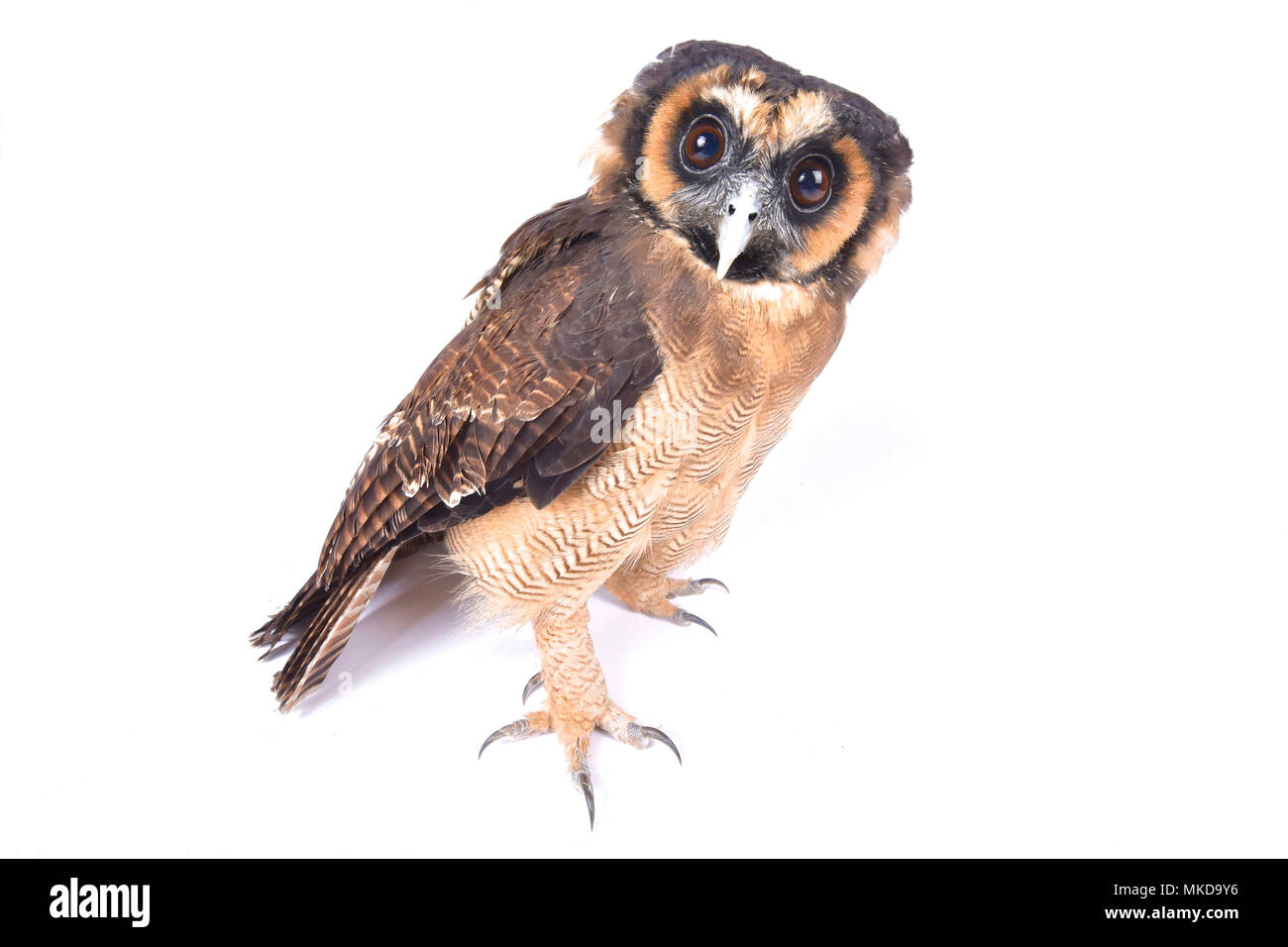 Braunes Holz Eule (Strix leptogrammica) auf weißem Hintergrund Stockfoto