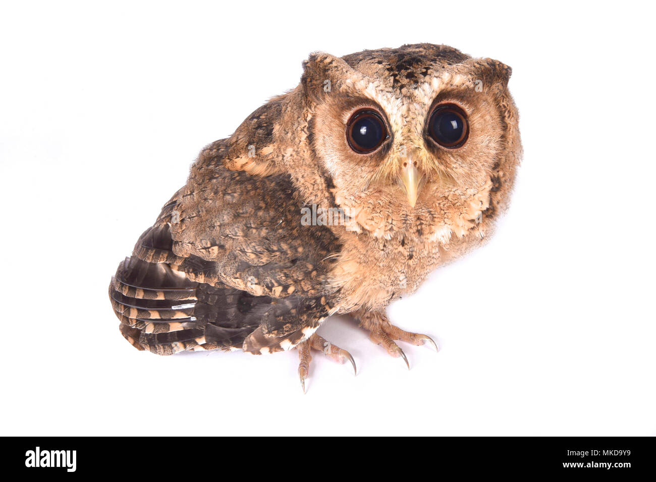 Indian scops Owl (Otus bakkamoena) auf weißem Hintergrund Stockfoto