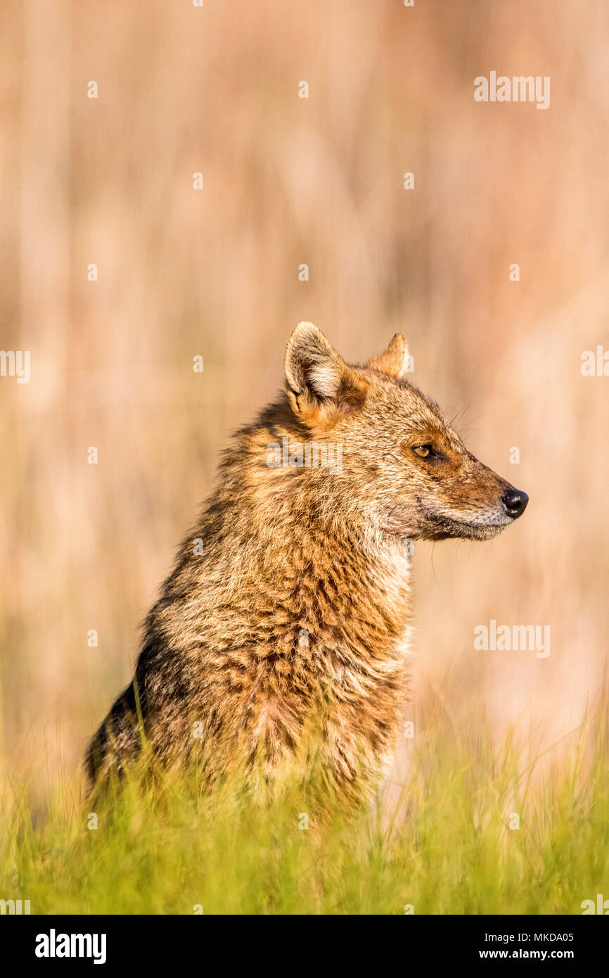 Europäische Schakal (Canis aureus moreoticus), Donaudelta, Rumänien Stockfoto