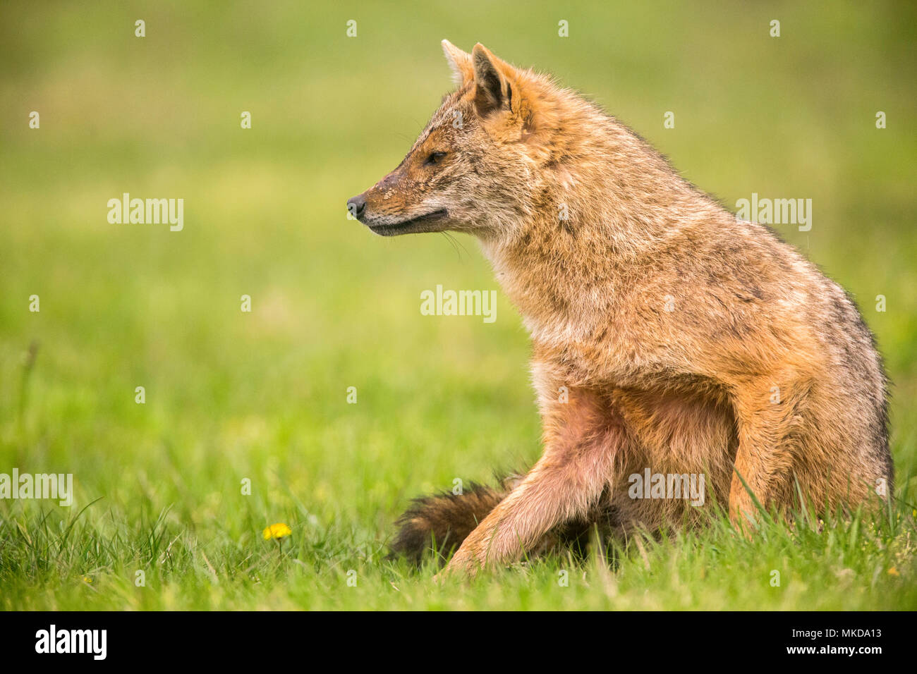 Europäische Schakal (Canis aureus moreoticus), Donaudelta, Rumänien Stockfoto