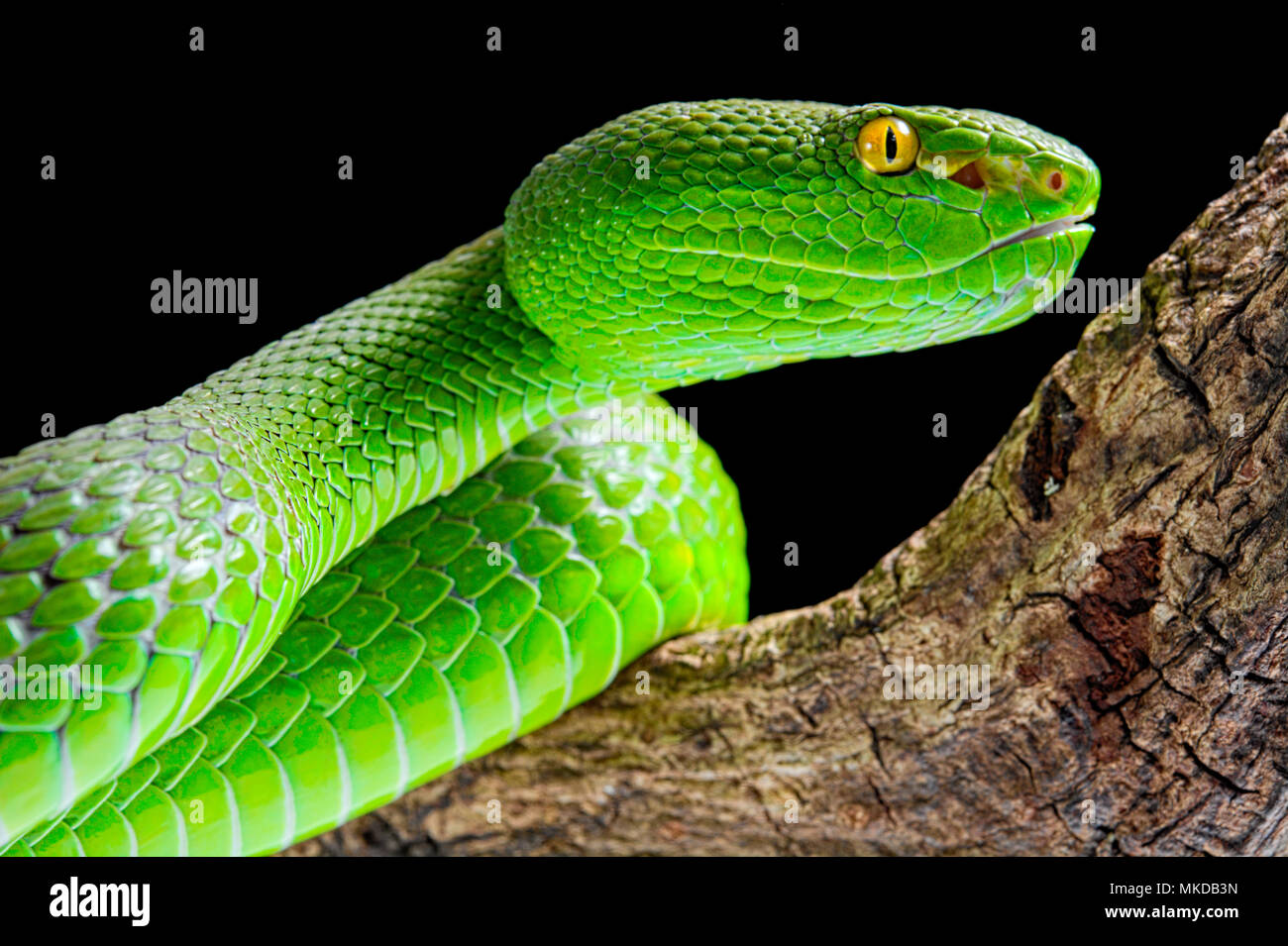Portrait von Green Pit Viper (Ein älterer Name albolabris) auf schwarzem Hintergrund Stockfoto