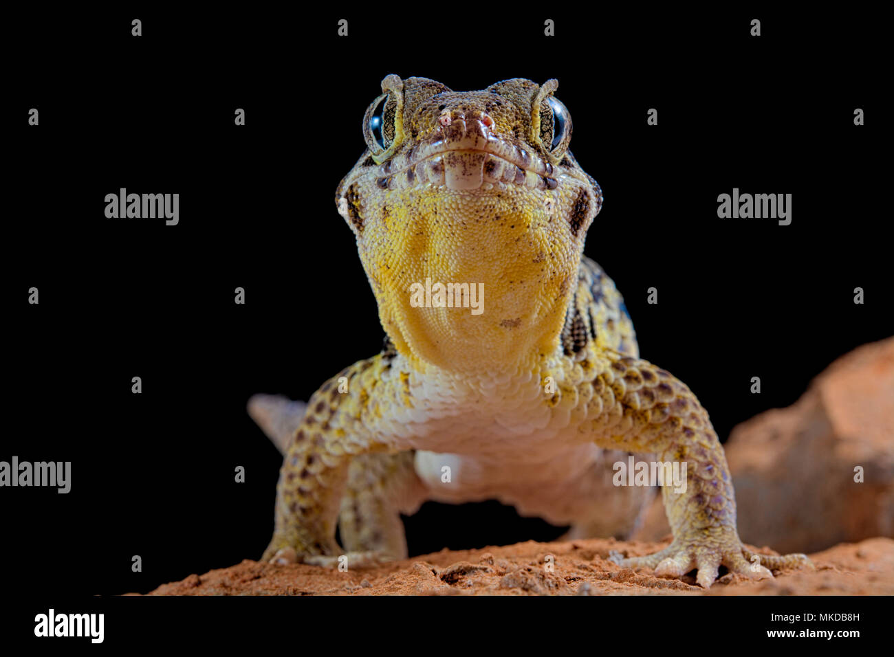 Frog-eyed Gecko (Teratoscincus roborowskii) auf schwarzem Hintergrund. Stockfoto