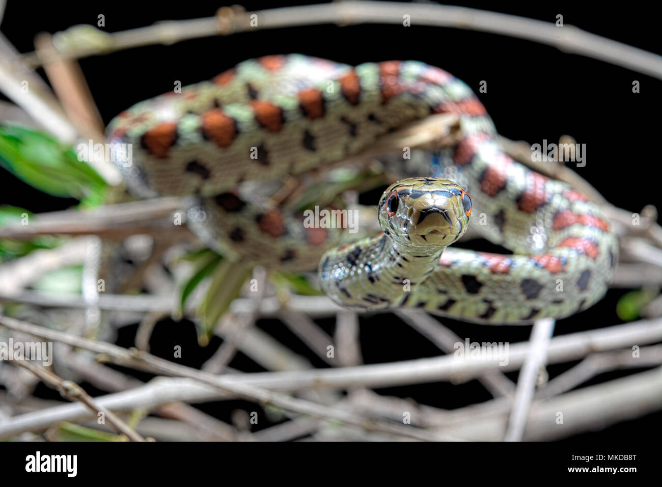 Leopard Ratte Schlange (Zamenis situla) Stockfoto