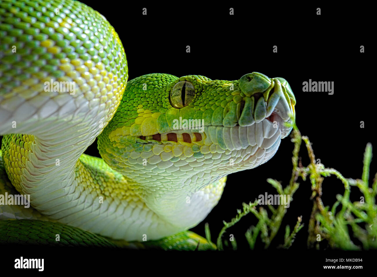 Portrait von Green Tree python (Morelia viridis) Auf schwarzem ...