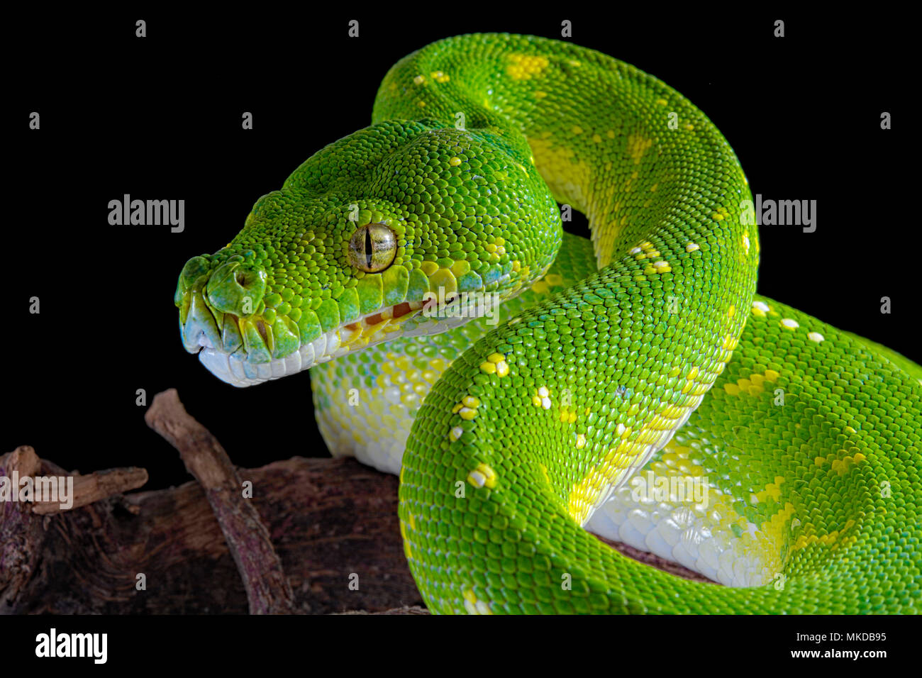 Portrait von Green Tree python (Morelia viridis) Auf schwarzem ...