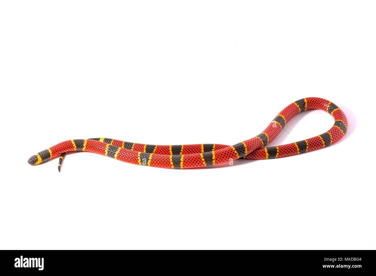Coral Snake Micrurus Sp Stockfotos und bilder Kaufen Alamy