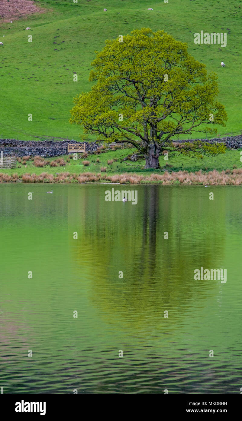 Baum spiegelt sich in Rydal Wasser, in der Nähe von Ambleside, Lake District, Cumbria Stockfoto