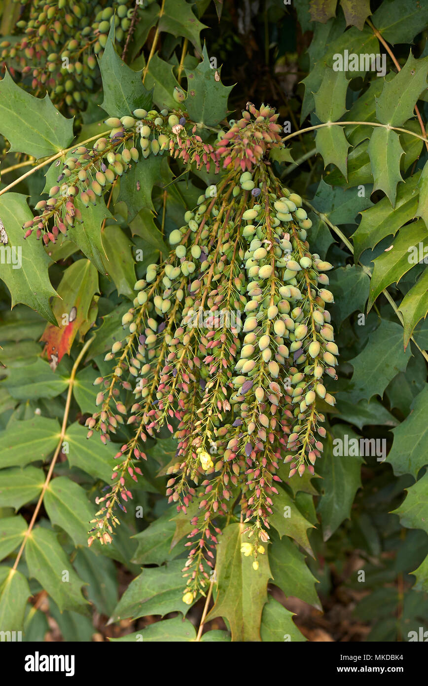 Mahonia x Media Stockfoto