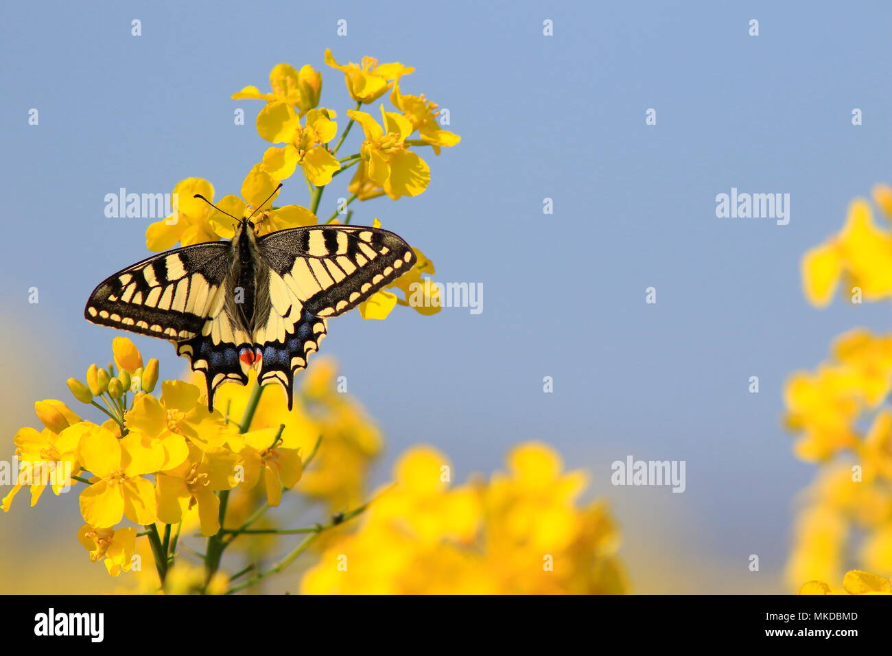 Alte Welt Swallowtail (Pieris rapae) auf Blüte im Frühjahr Stockfoto
