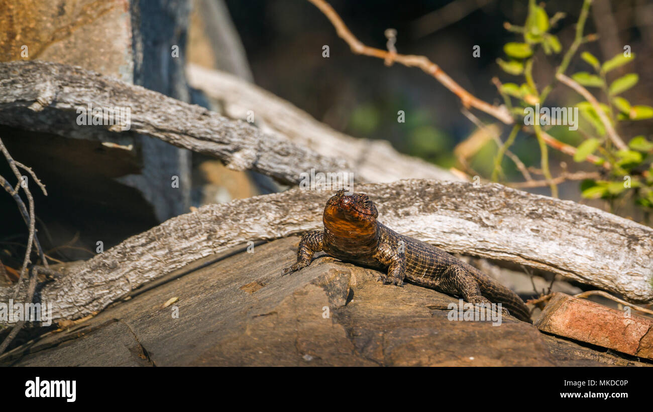 Plated Lizard Gerrhosaurus Validus Southern Stockfotos und bilder