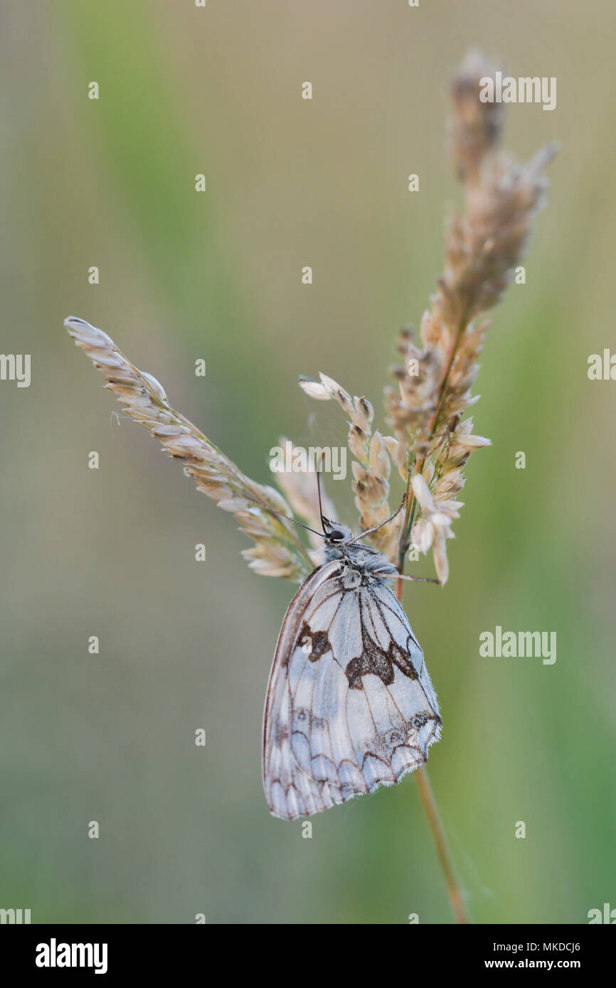 Schachbrettfalter (Melanargia galathea) Weibchen auf ein Gras an einem Sommerabend in einem feuchten Wiese, Auvergne, Frankreich Stockfoto