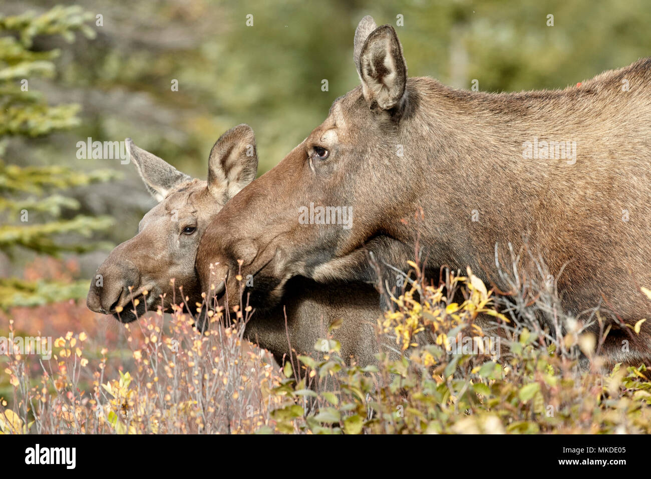 Alaska Elch (Alces alces gigas) und Junge im Herbst, Denali Highway: von Paxson zu Cantwell, Alaska, USA Stockfoto