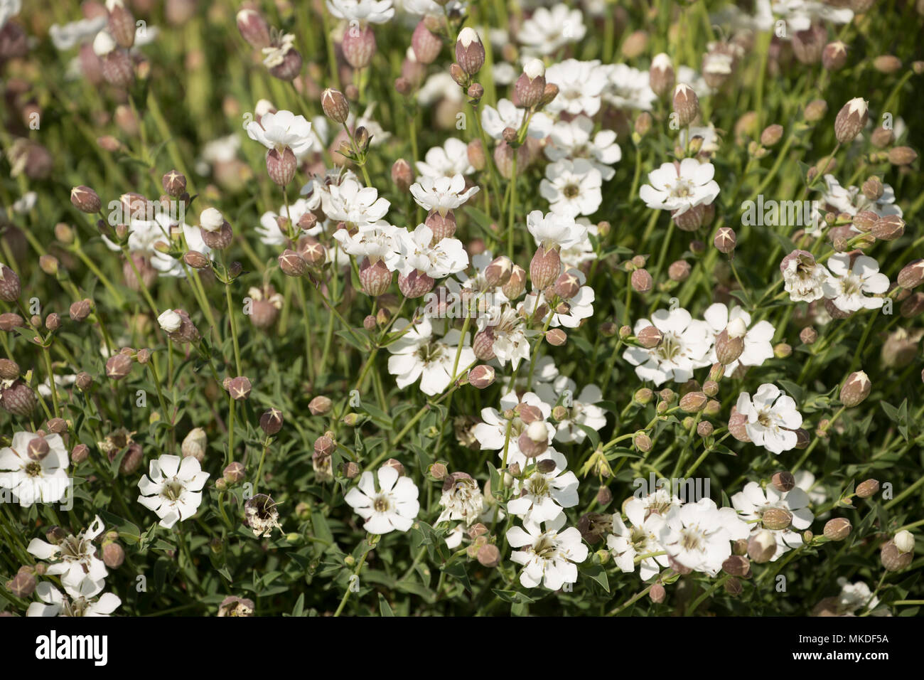 Blühende meer Campion, Silene uniflora, im Mai auf Chesil Beach in der Nähe von West Bexington Dorset England UK. Meer Campion begünstigt Küstenregionen d Stockfoto