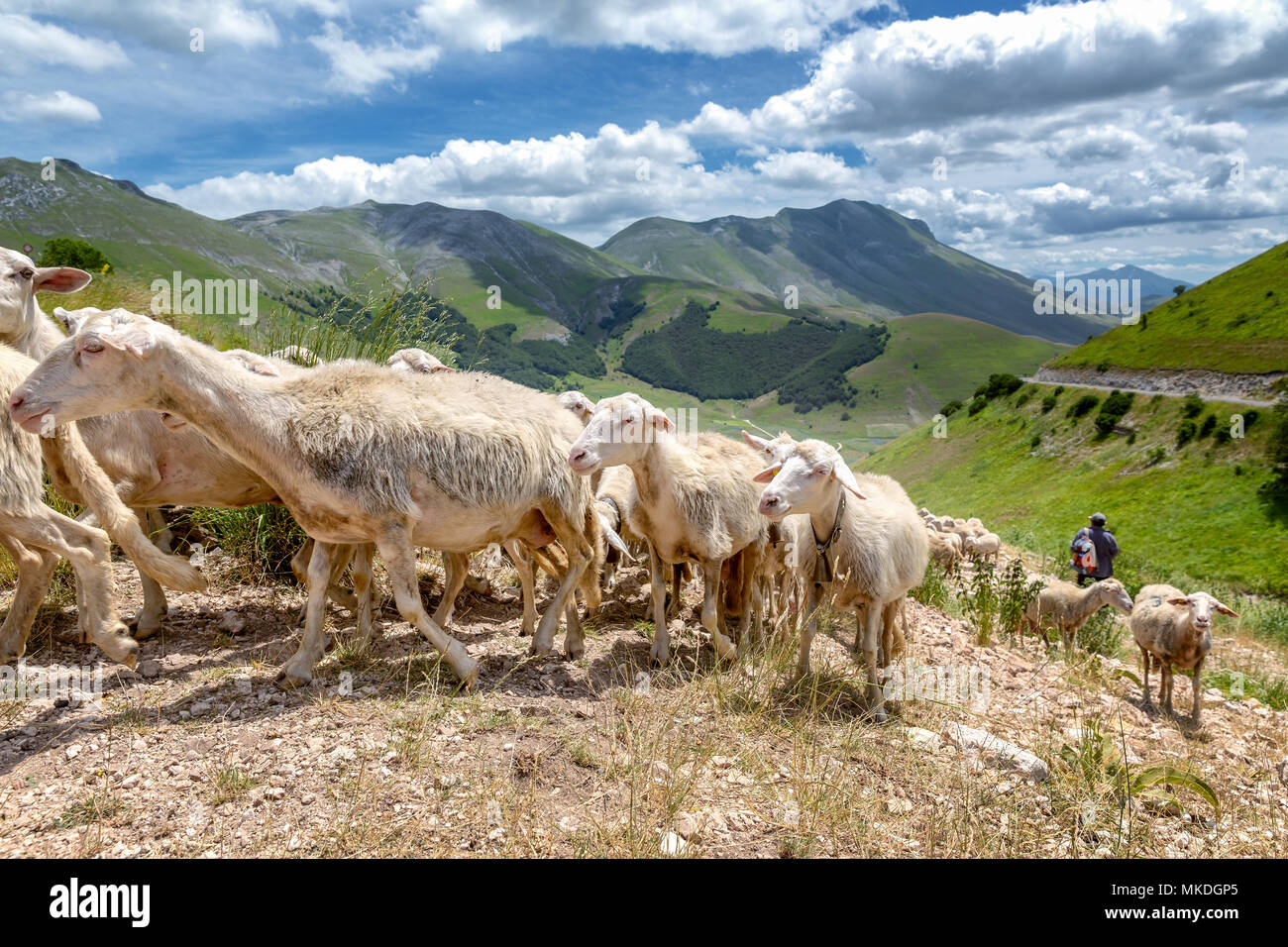 Schafe, Piano Grande, Nationalpark Monti Sibillini, Umbrien, Italien Stockfoto
