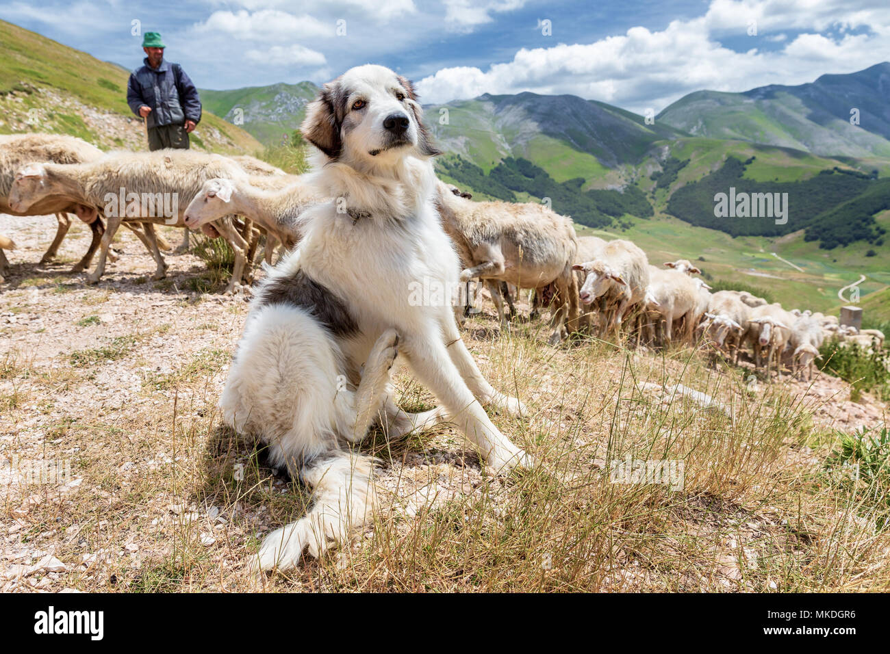 Eine Maremma Schäferhund bewacht Schafe, Piano Grande, Nationalpark Monti Sibillini, Umbrien, Italien Stockfoto