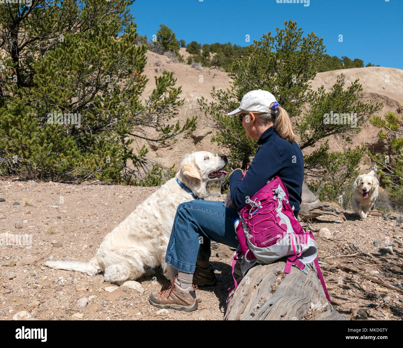 Weibliche Wanderer mit Platin farbige Golden Retriever Hunde pausiert für ein Getränk Stockfoto