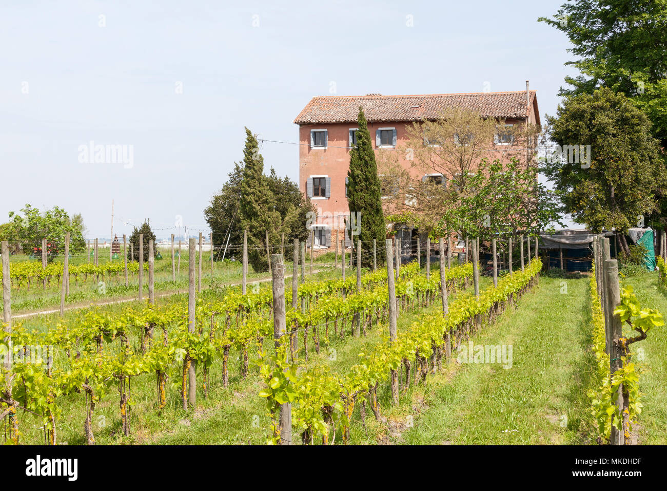 Orto Weingut Weinberge und Bauernhaus, Sant'Erasmo, Venedig, Venetien, Italien mit Trellised Reben im Frühjahr Stockfoto