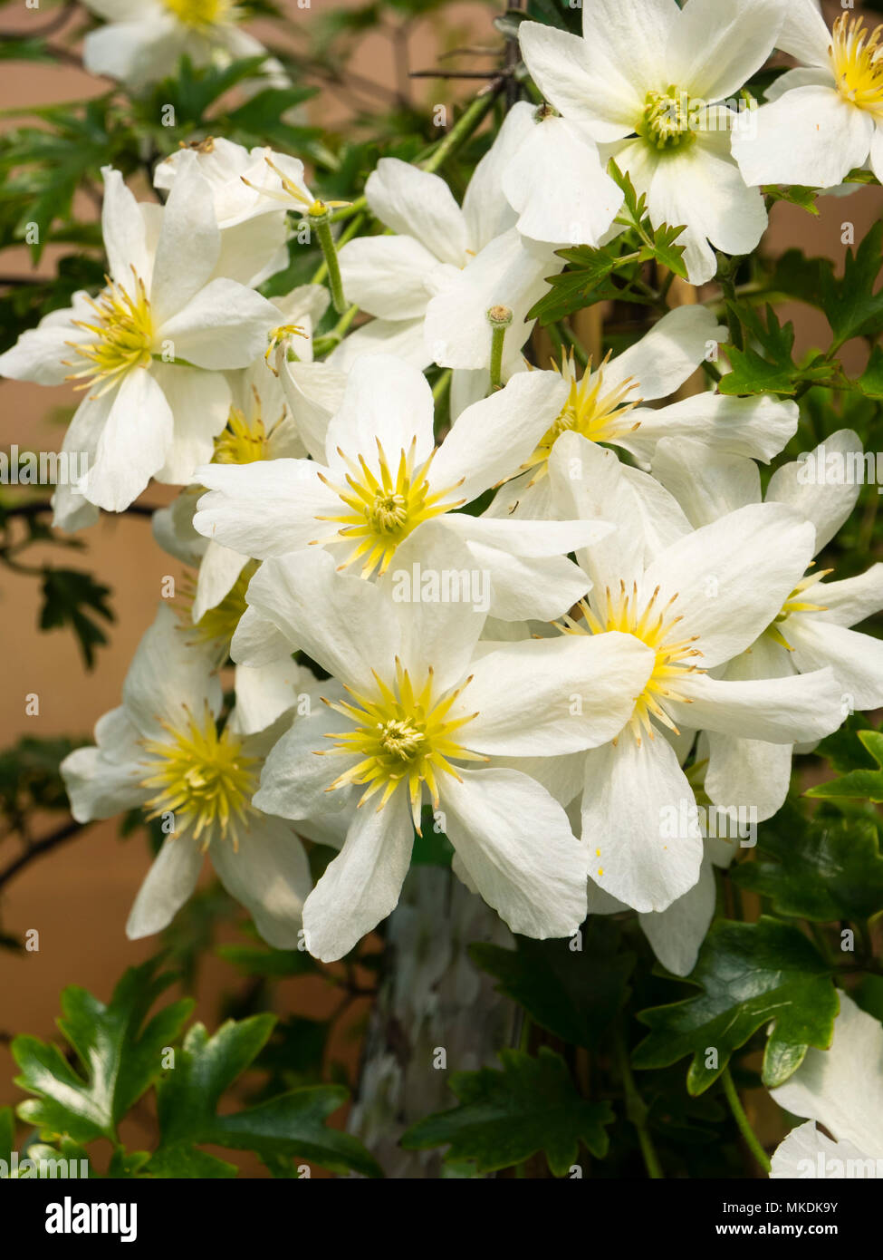 Gelbe Augen, weiße Blumen der Winterharte immergrüne Kletterpflanze, Clematis x cartmanii "Lawine" Stockfoto