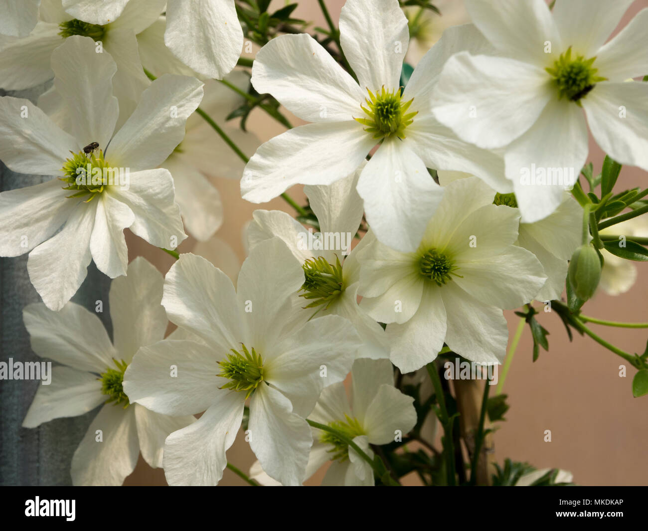 Auge blumen Fotos und Bildmaterial in hoher Auflösung Alamy