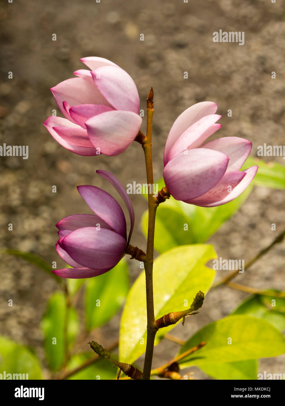Kleine rosa Blumen der komplexe hybride Magnolia (michelia Typ), Magnolia 'Fairy Blush' Stockfoto