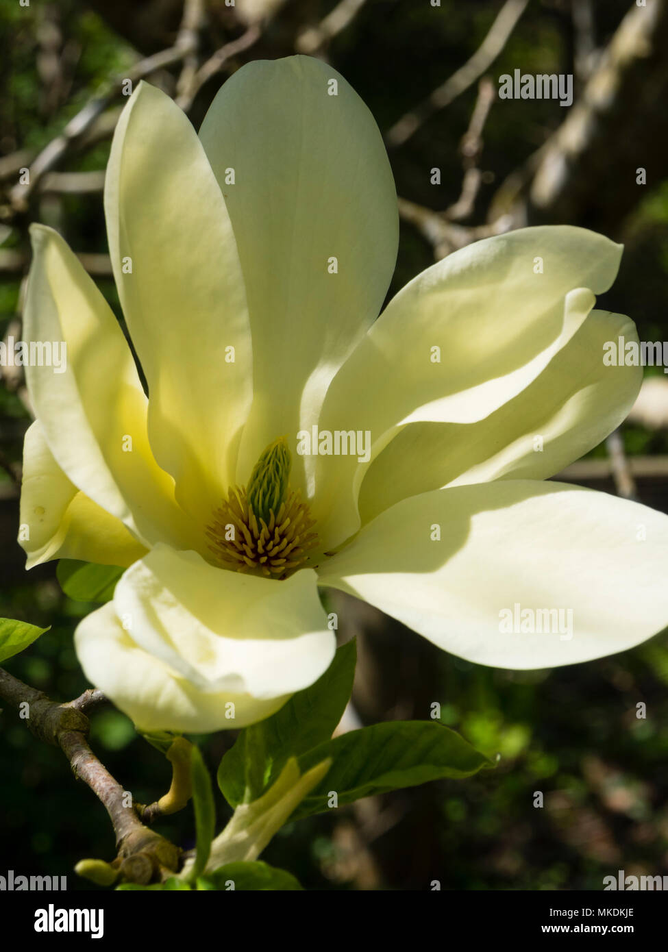 Blass gelb spring flower Der Laubbaum, Magnolia 'Fei Huang" ("Gelber Fluss") Stockfoto